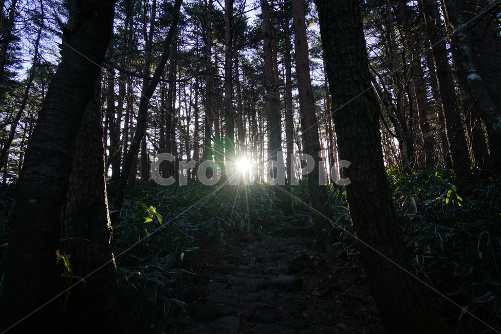 자연,일출,햇살,한라산,숲,자연,풍경,nature,landscape,flare,플레어,light,빛,plant,식물,tree,나무,sunlight,햇빛
