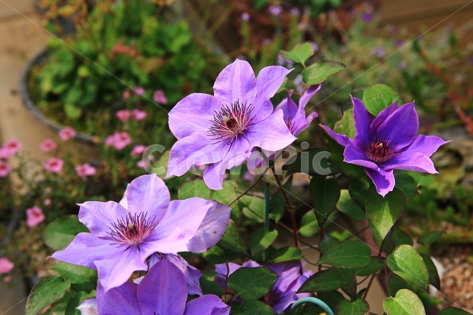 leaf,잎,plant,식물,blossom,petal,꽃잎,flower,꽃,봄,봄꽃,계절,클레마티스