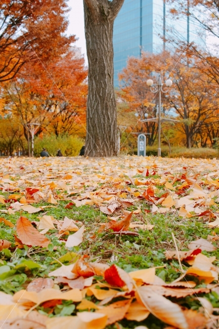 가을,낙엽,단풍,풍경,자연,가을,계절,fall,autumn,season,식물,자연,plants,nature,나무,trees,wood,plant,leaf,잎,tree,maple