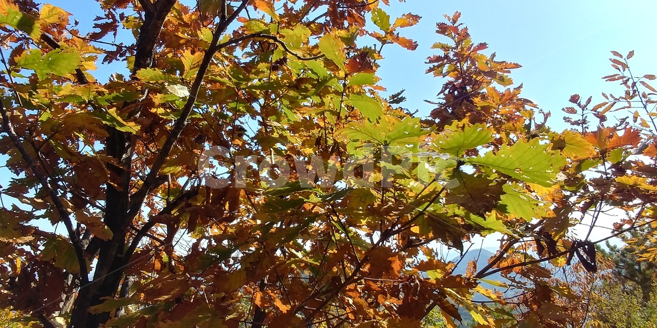 떡갈나무,도토리,단풍,참나무,가을풍경,자연,큰키나무,가을,계절,fall,autumn,season,plant,식물,leaf,잎,tree,나무