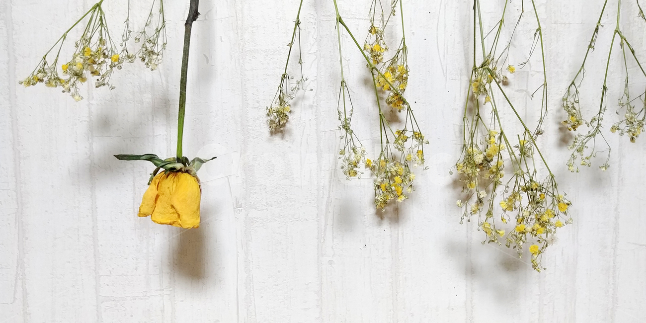 꽃,드라이플라워,식물,튤립,안개꽃,노란꽃,dryflower,flower,봄,spring