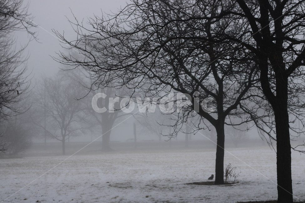 겨울,blizzard,눈보라,nature,winter,chicago