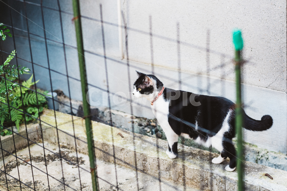 고양이,냥,캣,cat,길고양이,길냥이,냥이,길냥,동물,동물,animal,포유류,mammal,고양이,cat,kitten,kitty