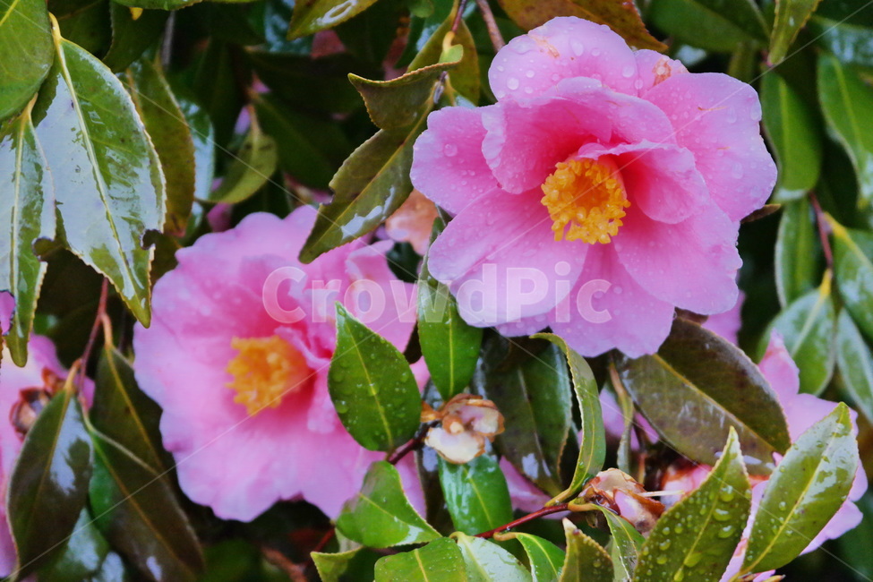 동백,동백꽃,겨울꽃,비,빗방울,비오는날,꽃,분홍꽃,분홍,pink,식물,plant,flower,camellia,blossom,winter,rain,감성,만개,비에젖은,꽃,flower