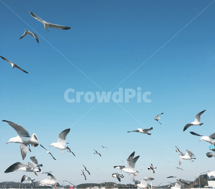 바다,하늘,갈매기,해변,겨울바다,나는,자연,풍경,조류,새,animal,bird,flying,조류,새,birds