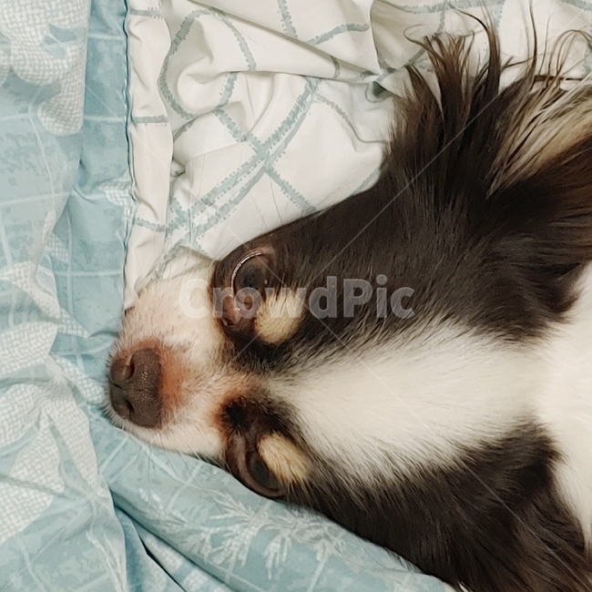강아지,만두,귀여운,장모치와와,이쁜,동물,animal,포유류,mammal,개,강아지,dog,doggy