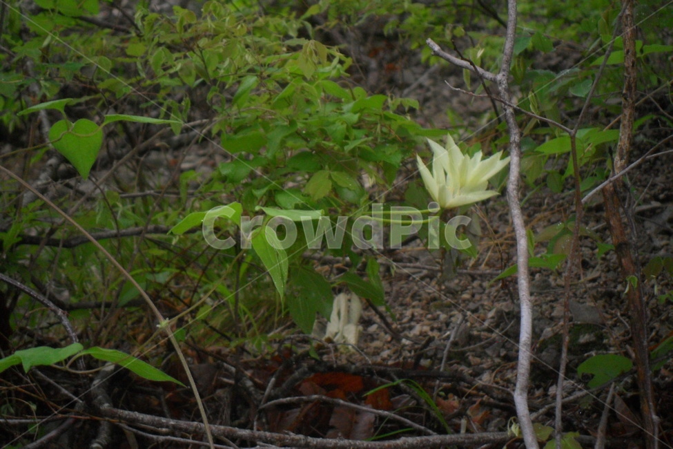 꽃,식물,화초,산,나무,봉우리,나무가지,flower,tree,plants,녹색,마른가지,식물,자연,plants,nature,꽃,flower