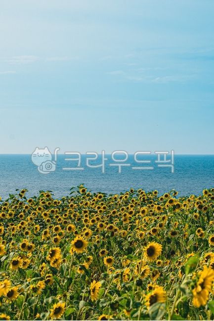 sky,plant,jeju island,sunflower,flower