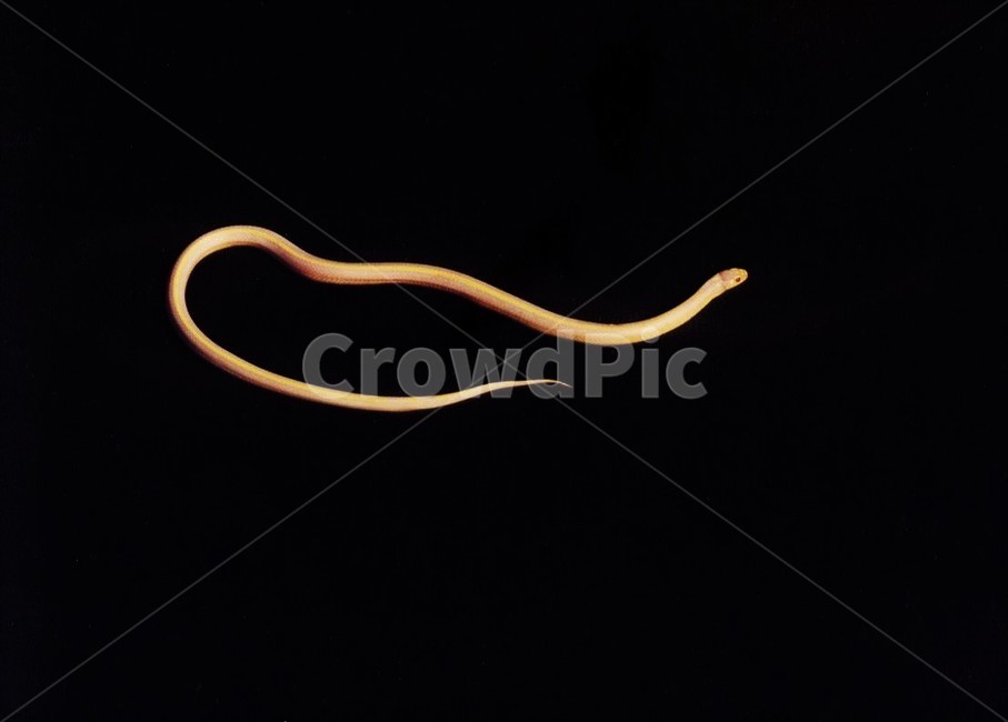 무자치백사,물뱀백사,무자치,물뱀,돌연변이,알비노,희귀종,뱀과,동물,animal,파충류,양서류,reptile,amphibian