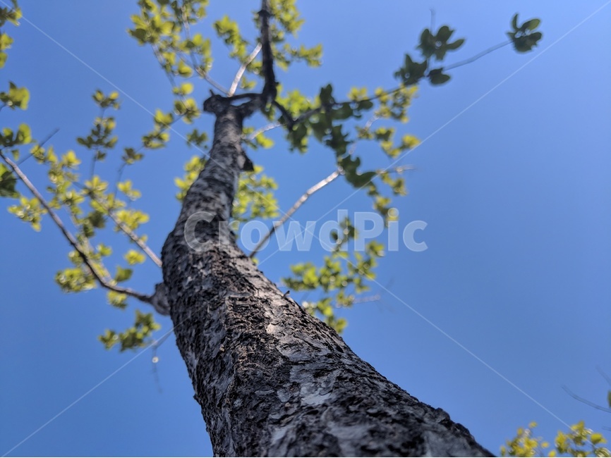 나무,초록,나뭇잎,나뭇가지,그린,식물,자연,plants,nature,나무,trees,wood