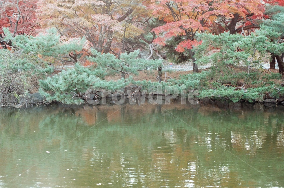 tree,plant,water,가을,fall,fallseason,autumn,소나무,나무,식물,단풍,호수,river,물,자연,flim