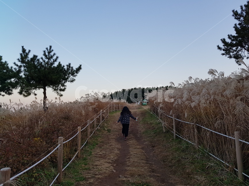 갈대밭,억새밭,갈대,억새,바람,가을,계절,fall,autumn,season,plant,식물