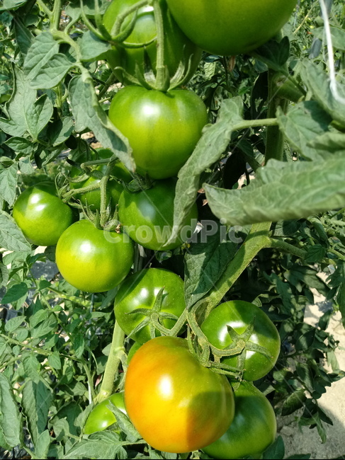 토마토,빨간열매,번가,서홍시,일년감,열매,식물