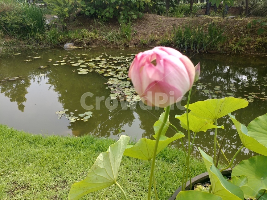 연꽃,꽃,관곡지,식물,흰색,화이트,flower,plant,식물,자연,plants,nature,꽃,flower