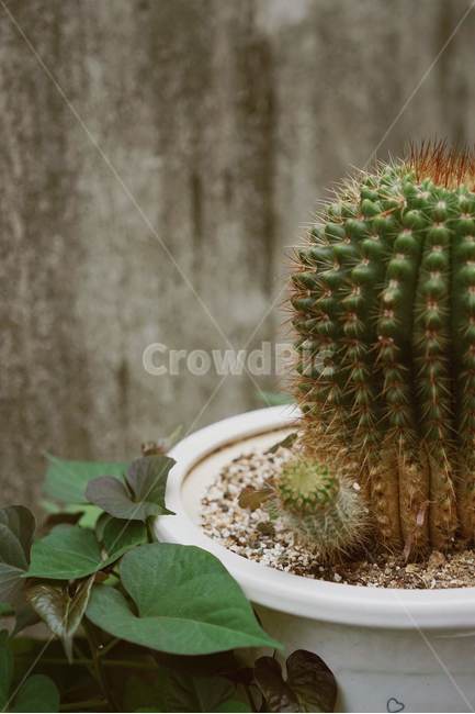 선인장,초록,cactaceae,화분,식물,식물,자연,plants,nature,실내용화초,화분,화초,house plant