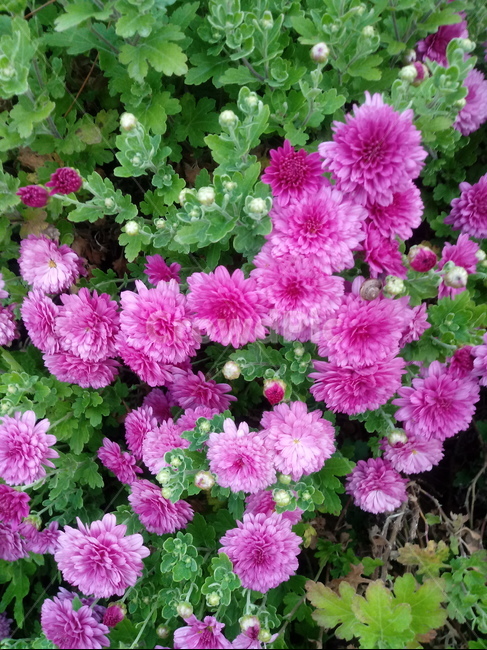 꽃,식물,국화,소국,plant,blossom,가을꽃,꽃,flower