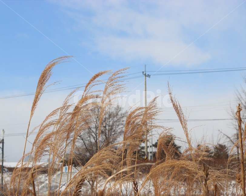 갈대,억새,푸른,하늘,겨울,2월,경치,경관,풍경,식물,눈,snow,자연,korea