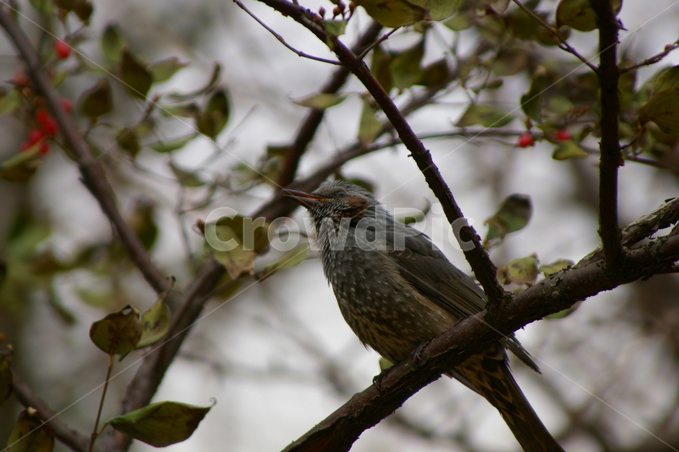 bird,새,animal,동물,조류,나뭇가지,야외,동물,animal,조류,새,birds