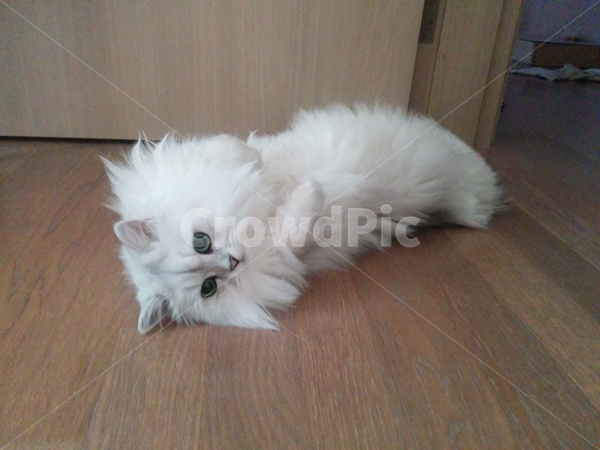 고양이,페르시안,생각,친칠라,cat,pet,몽글이,몽실몽실,귀여운,동물,animal,포유류,mammal,고양이,cat,kitten,kitty
