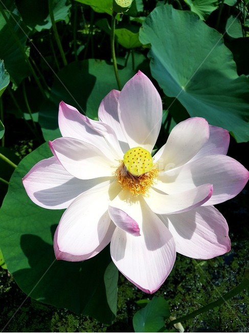 연꽃,flower,꽃,수련,식물