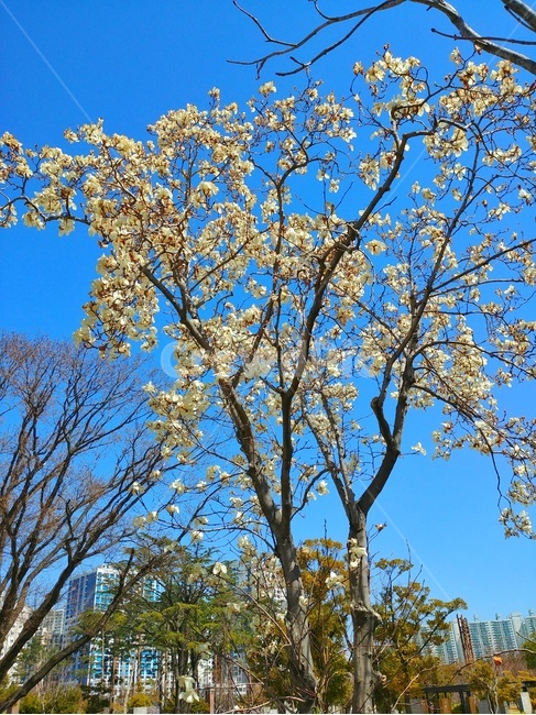 tree,나무,plant,식물,treetrunk,나무줄기,목련,kobus,magnolia