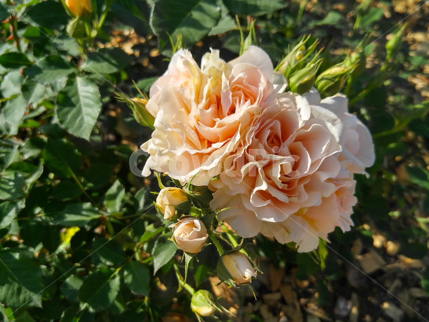 장미,꽃,식물,정원수,rose,plant,nature,flower,자연,그린,연분홍,식물,자연,plants,nature,꽃,flower
