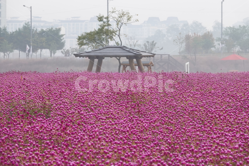 nature,자연,outdoors,옥외,아침,천일홍,꽃,꽃밭,원두막