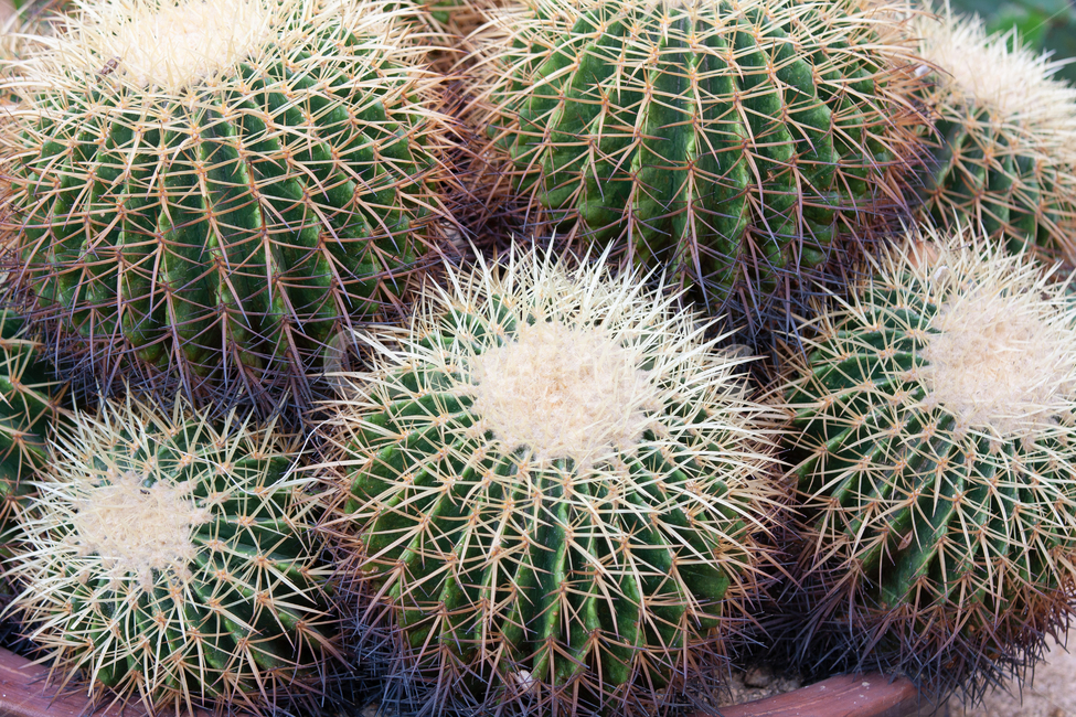 plant,식물,cactus,선인장,가시,초록,식물,자연,plants,nature