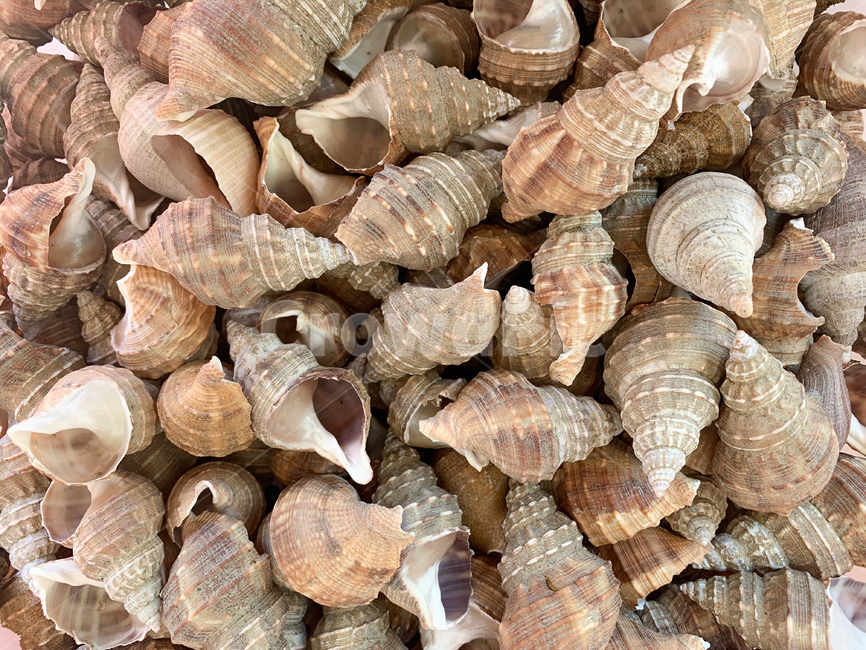 소라,해양생물,sealife,seashell,조개,conch,background,배경,텍스처,texture