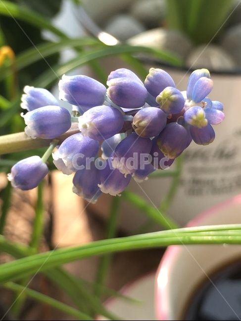 무스카리,향기나는꽃,화초,식물,꽃,식물,자연,plants,nature,꽃,flower
