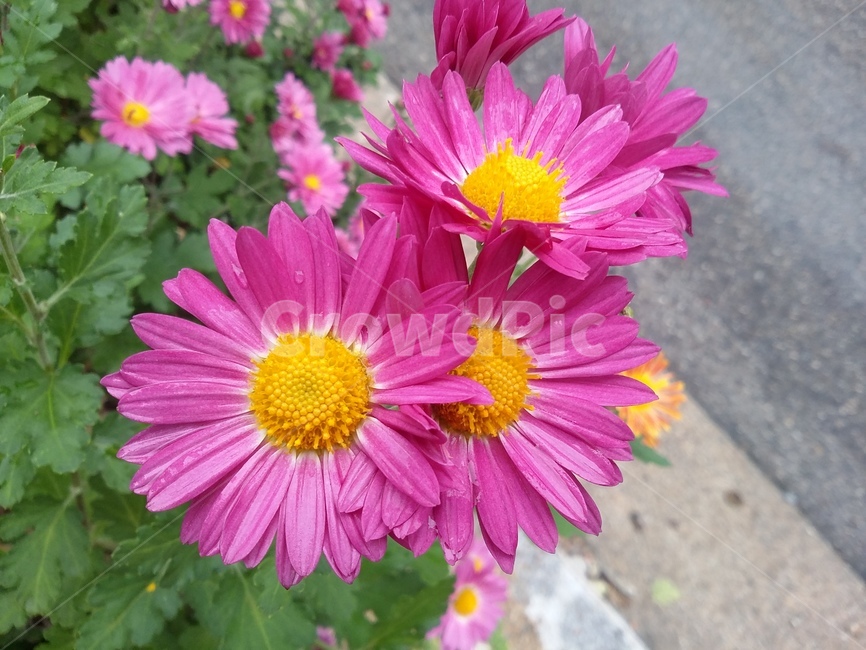 식물,plant,꽃,꽃잎,자연,flower,식물,자연,plants,nature,꽃,flower