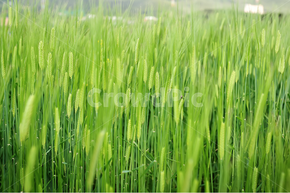 벼,논,농사,수확,가을,쌀,여름,식물,자연,plants,nature,산업,industry,industrial,농업,농사,agriculture,farming,farming industry
