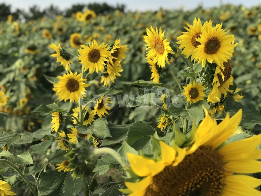 해바라기,해바라기밭,늦여름,여름꽃,sunflower,식물,자연,plants,nature,꽃,flower