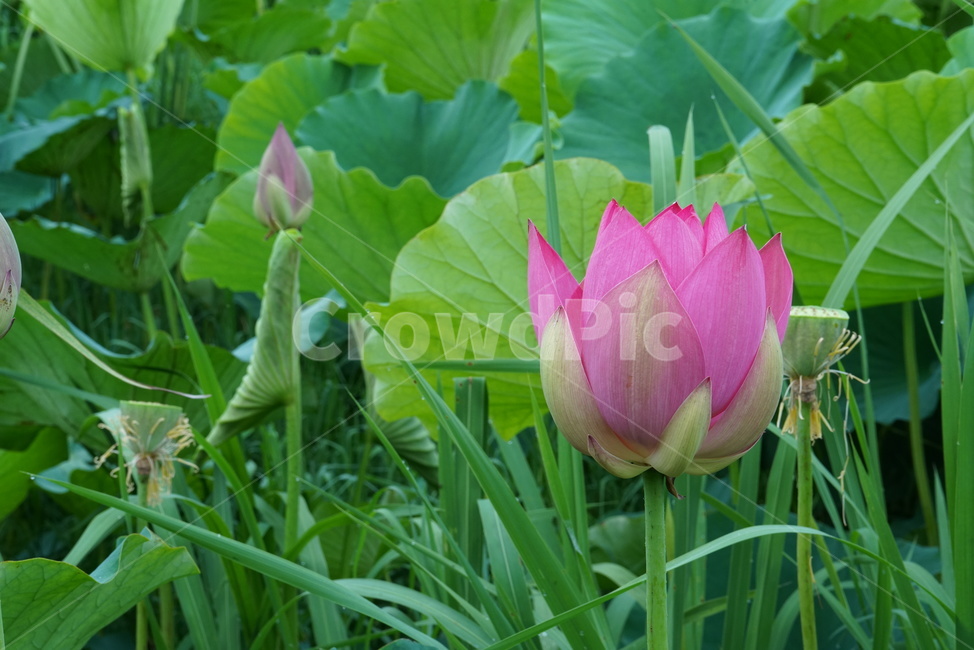 연꽃,련꽃,수초,식물,iotus,담수초,수중식물,수련과