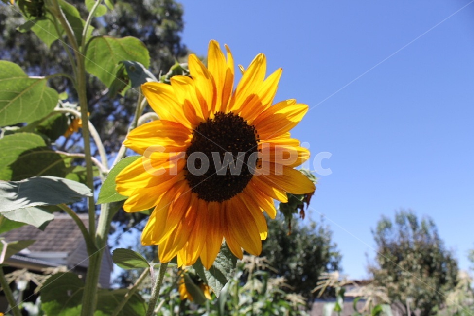 꽃,해바라기,풀내음,풀잎,꽃밭,꽃들,하늘,색,노란색,식물,자연,plants,nature,꽃,flower