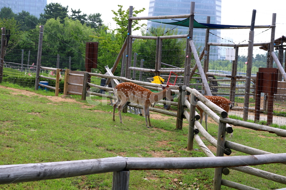 사슴,동물,척추동물,포유류,초식동물,잔디,풀,사육장,자연,동물,animal,포유류,mammal