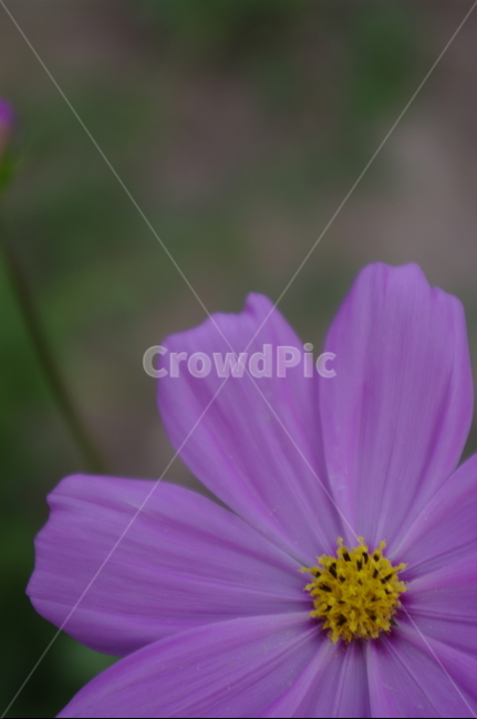 코스모스,꽃,flower,식물,plant,자연,nature