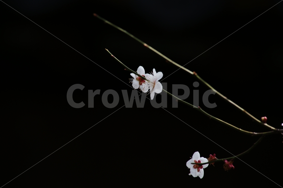 광양,다압면,섬진강,매화,청매실농원,봄,설중매,대비,감성,봄,계절,spring,season,식물,자연,plants,nature,꽃,flower,plant,blossom,cherry blossom,벚꽃