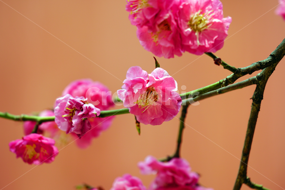 홍매화,한국자연,꽃,꽃사진,플라워,flower,봄,봄꽃,spring,식물,plants,자연,nature,풍경,landscape,계절,season,snap,스냅,접사,macro,closeup,클로즈업,감성사진,감성,힐링,healing,느낌,feel,feeling,꽃밭,화단,나무,나뭇가지,tree,꽃봉오리,4월,April,봄,계절,spring,season,식물,자연,plants,nature,꽃,flower,blossom,geranium,제라늄,plant