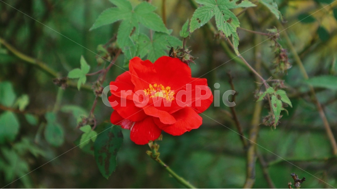 flower,plant,식물,꽃,rose,blossom,식물,자연,plants,nature,꽃,flower