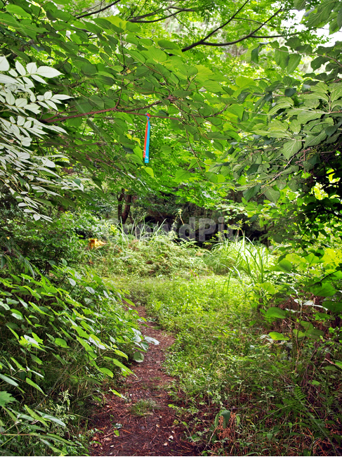 농로,솔숲,제주,올레19코스,올레길,숲길,리본,자연,풍경,nature,landscape