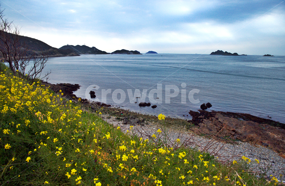 추자도,하추자도,제주,올레181코스,올레코스,바다,해변,야생화,섬,자연,풍경,nature,landscape,제주도,jeju,jeju island,outdoors,옥외,grassland,목초지,field,들,promontory,곶