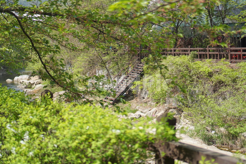 안양,유원지,풍경,계곡,숲,자연,풍경,nature,landscape,tree,나무,plant,식물,tree trunk,나무 줄기