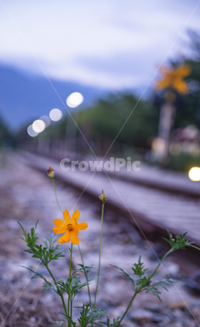 railroad,Gyeonghwa Station,plant,wilderness cosmos,Cosmos,train track,Jinhae,flower