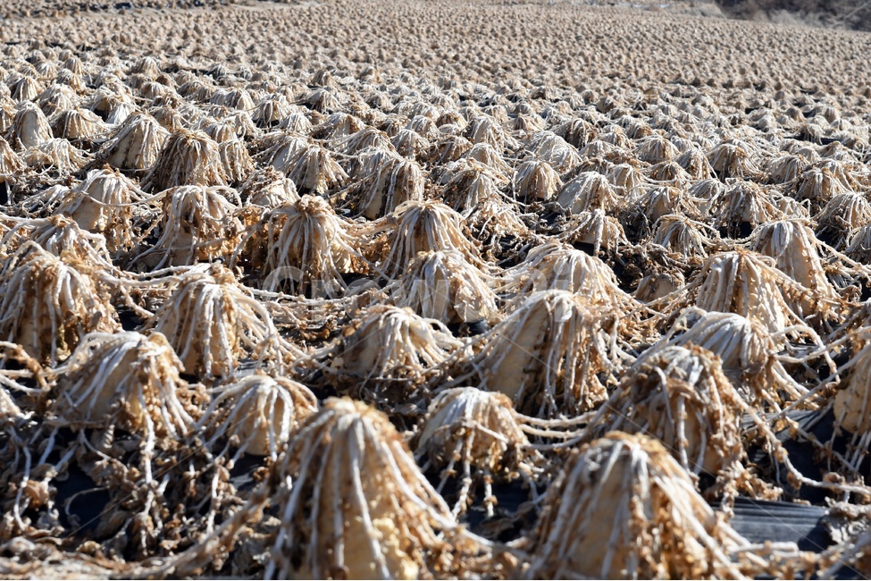 무우,농민,무우밭,밭,농민의마음,겨울,산업,industry,industrial,농업,농사,agriculture,farming,farming industry
