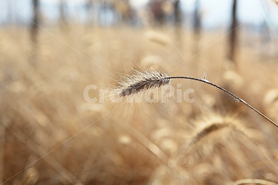 강아지풀,강아지풀꽃,꽃,잡초,가을,풀,야외,공원,가을,계절,fall,autumn,season,식물,자연,plants,nature