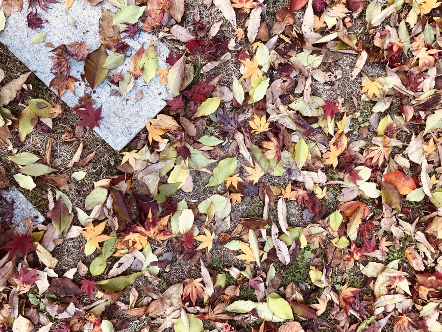 가을,단풍,낙엽,메이플,fall,색감,나뭇잎,단풍잎,가을,계절,fall,autumn,season,ground,바닥,leaf,잎,plant,식물