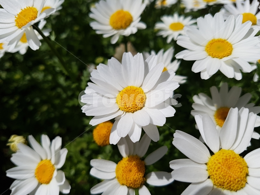 계란후라이꽃,꽃,봄,하얀꽃,풀,식물,자연,plants,nature,꽃,flower