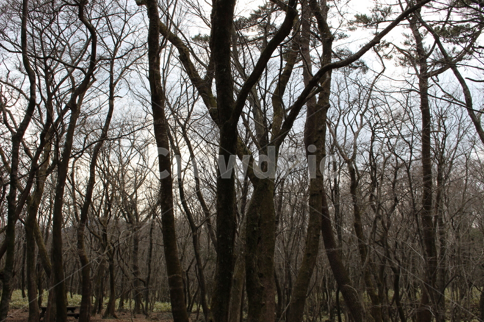 나무,식물,나무줄기,tree,plant,treetrunk,view,풍경,자연,풍경,nature,landscape