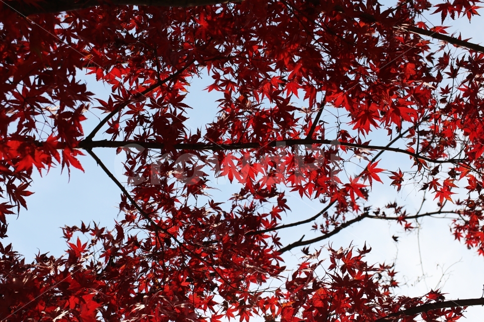 단풍,가을,가을단풍,풍경,가을풍경,가을배경,가을,계절,fall,autumn,season,식물,자연,plants,nature,leaf,잎,plant,tree,나무,maple
